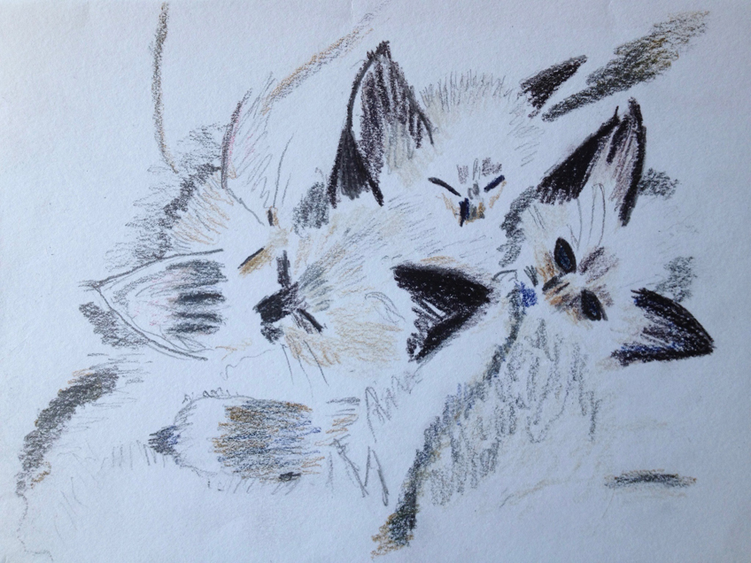 Louise Freeman copyright Birman kittens