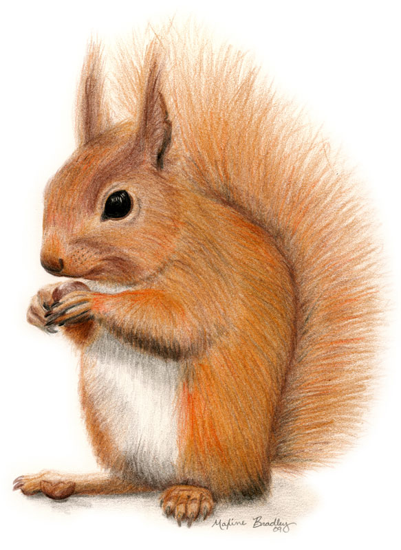 Squirrel